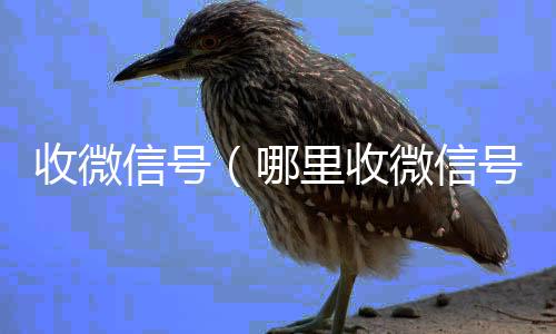 收微信号收vx号（哪里收微信号）